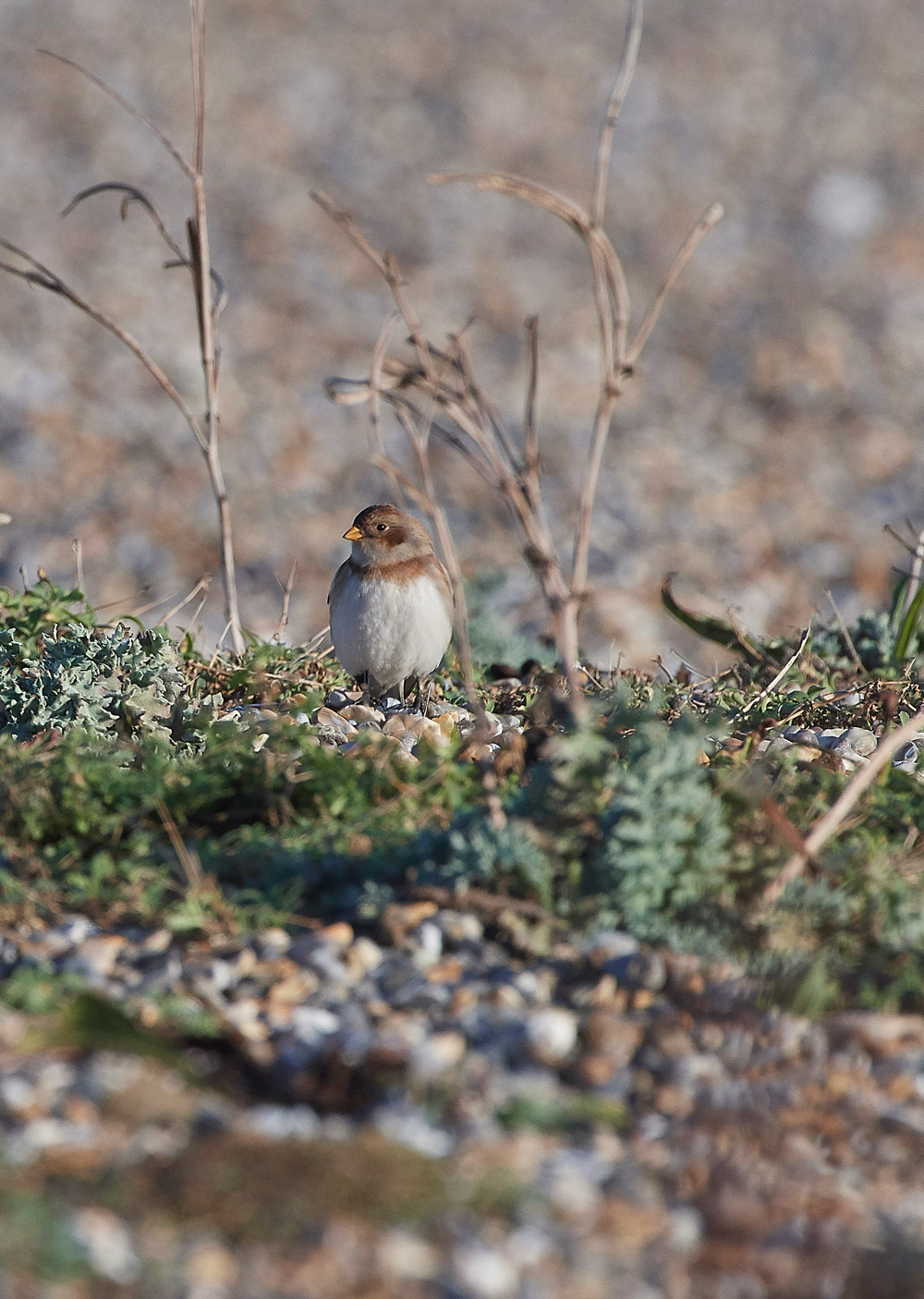 Snowbunting241117-15