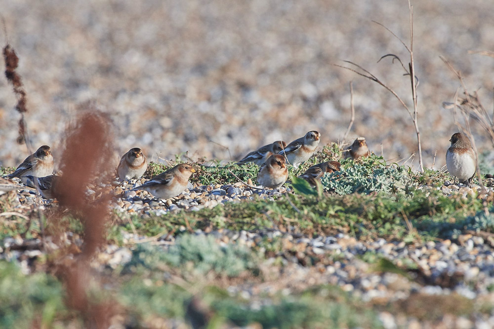Snowbunting241117-16