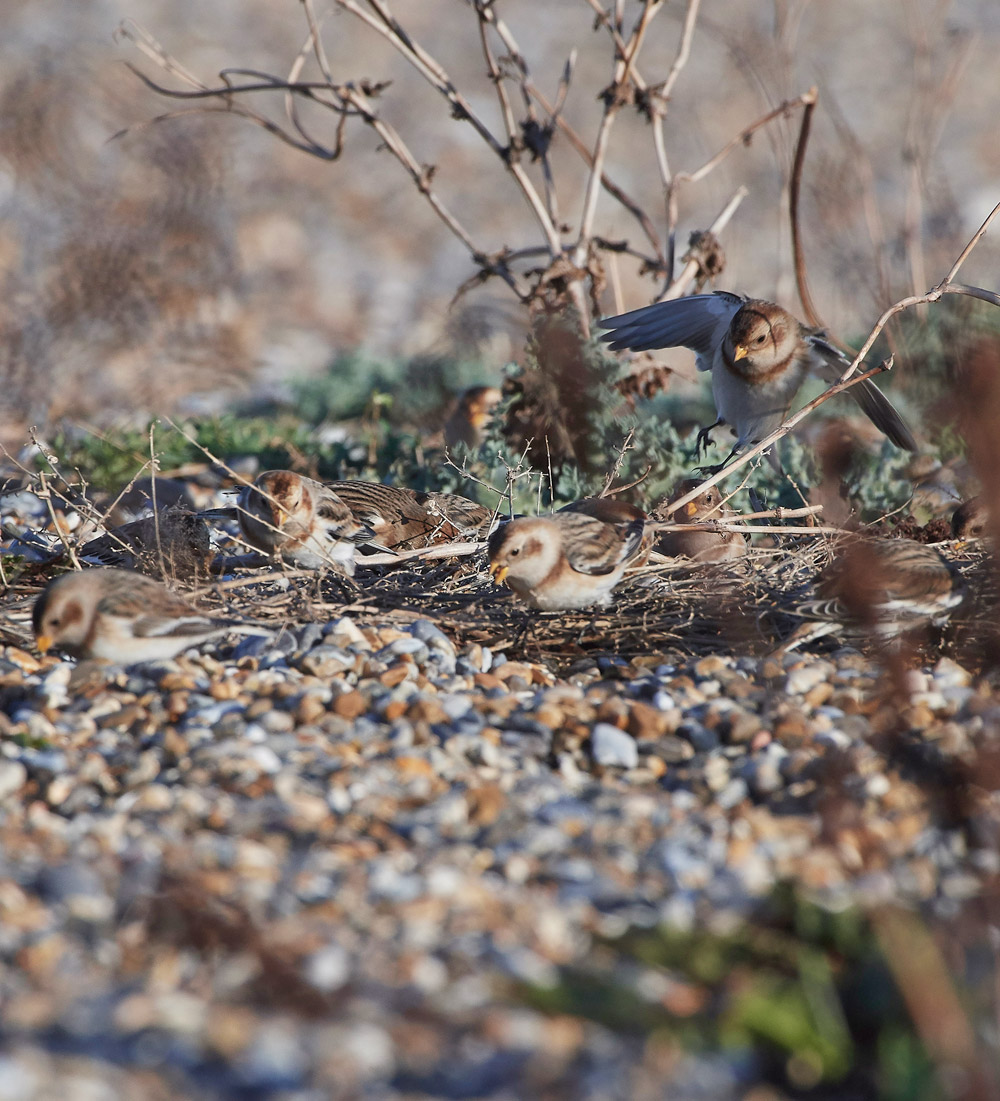 Snowbunting241117-18