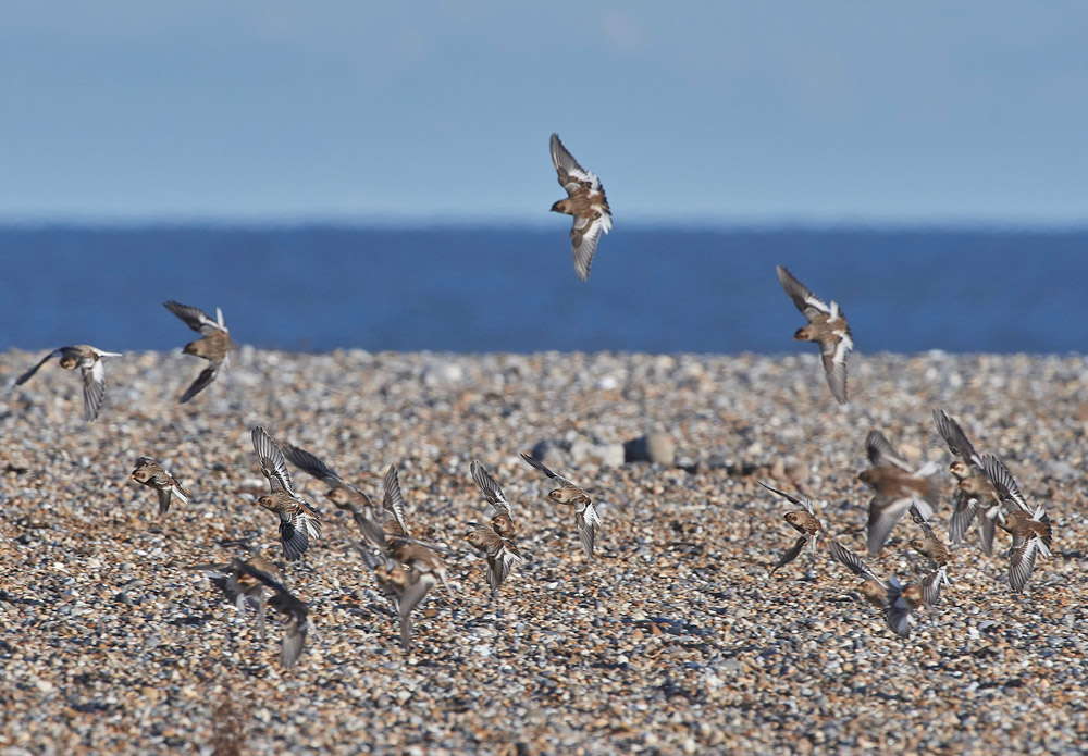 Snowbunting241117-2