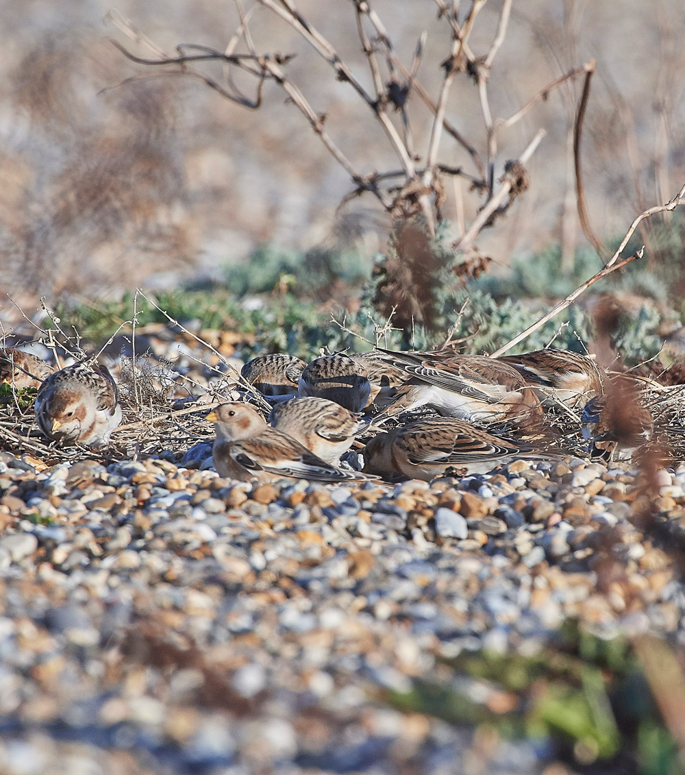 Snowbunting241117-21