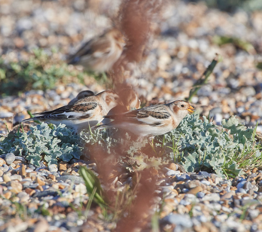 Snowbunting241117-23