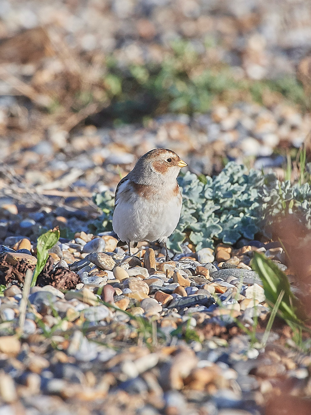 Snowbunting241117-24