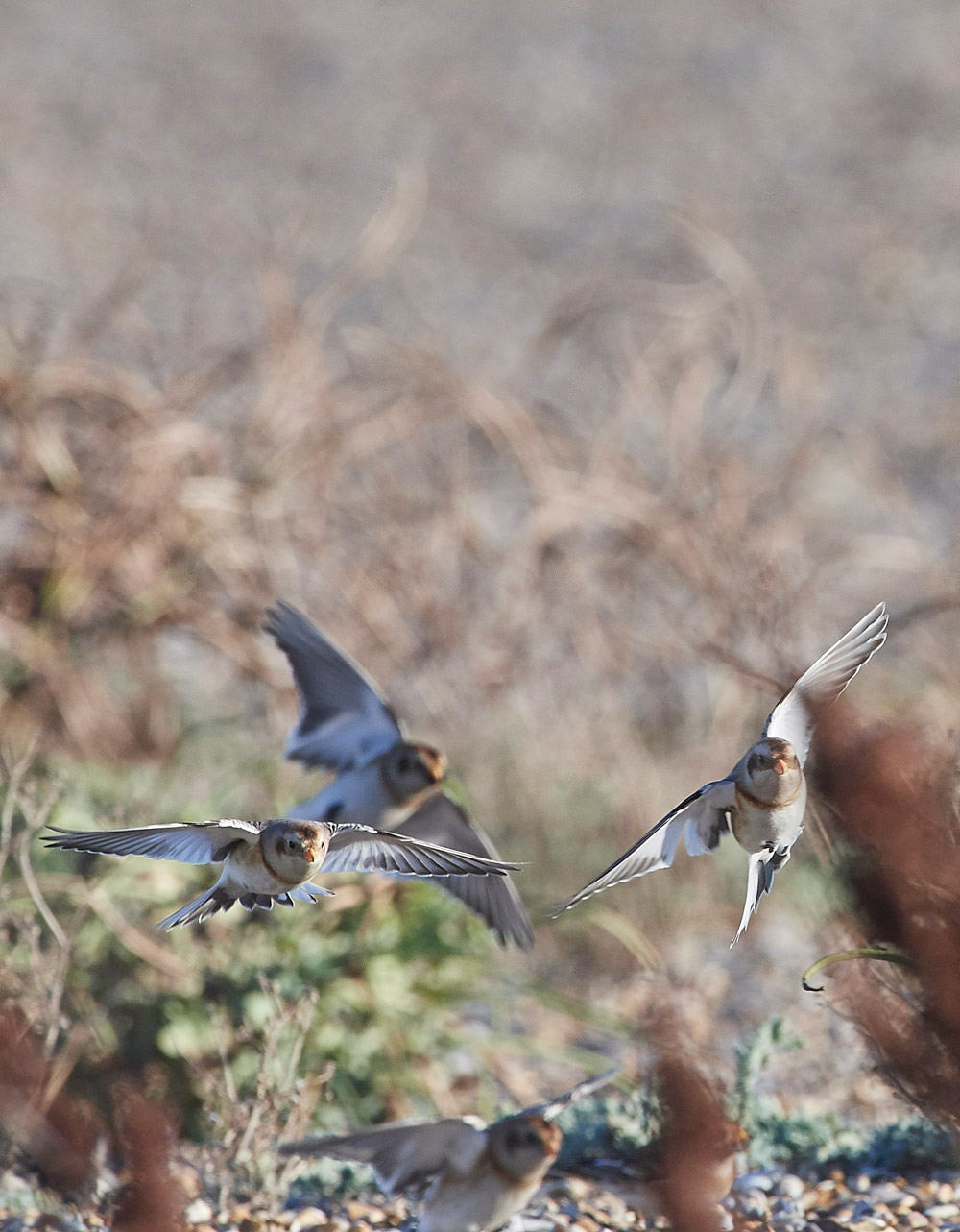 Snowbunting241117-25