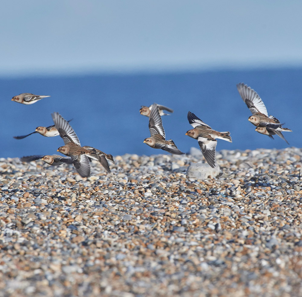 Snowbunting241117-4