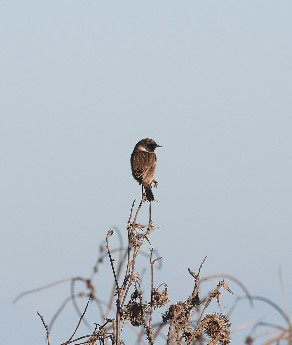 Stonechat241117-1