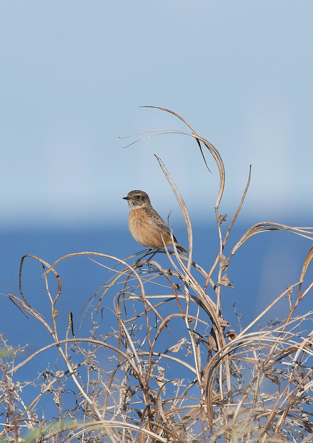 Stonechat241117-2