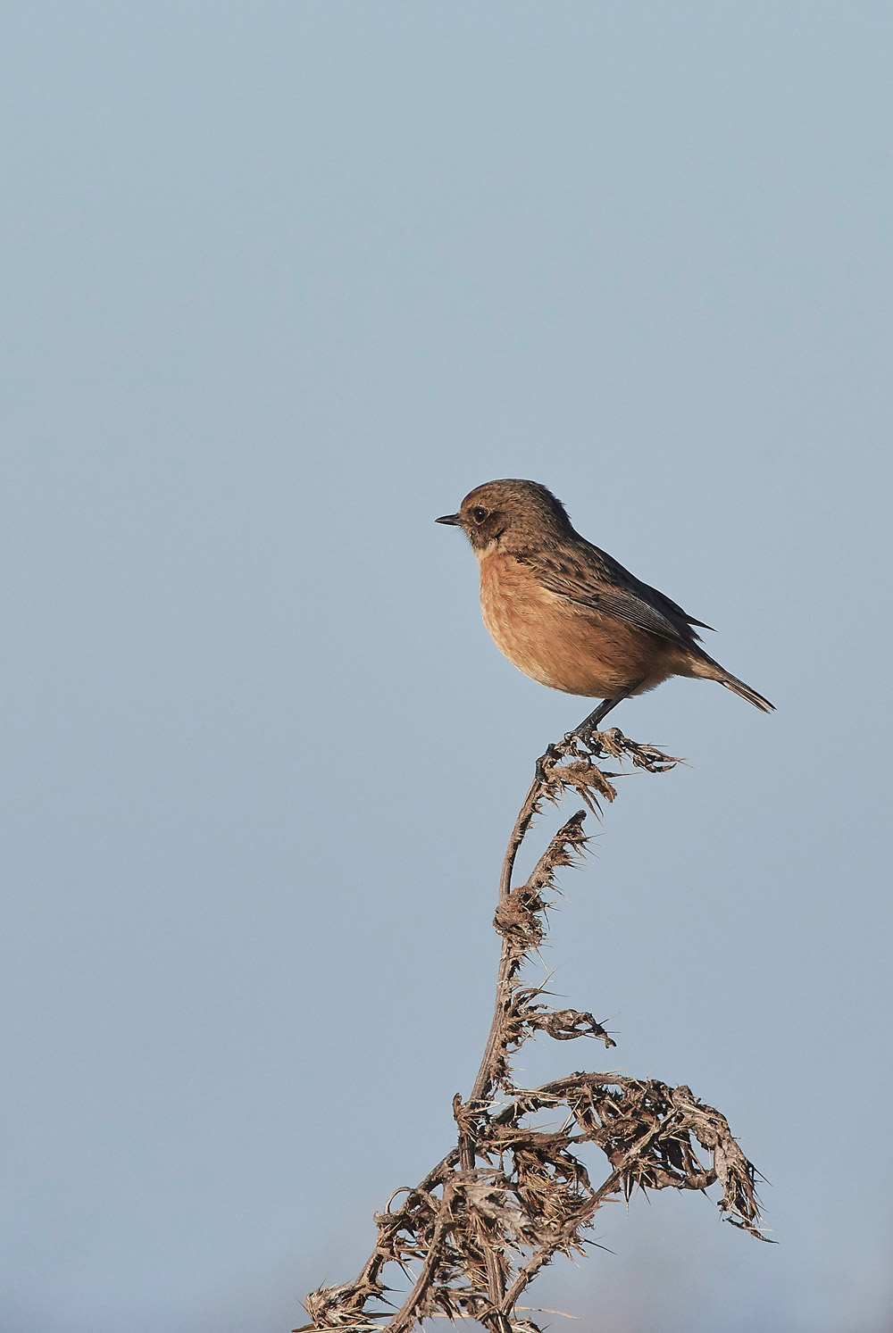 Stonechat241117-3
