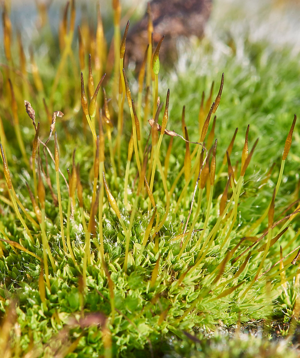 WallScrew-moss271217-1