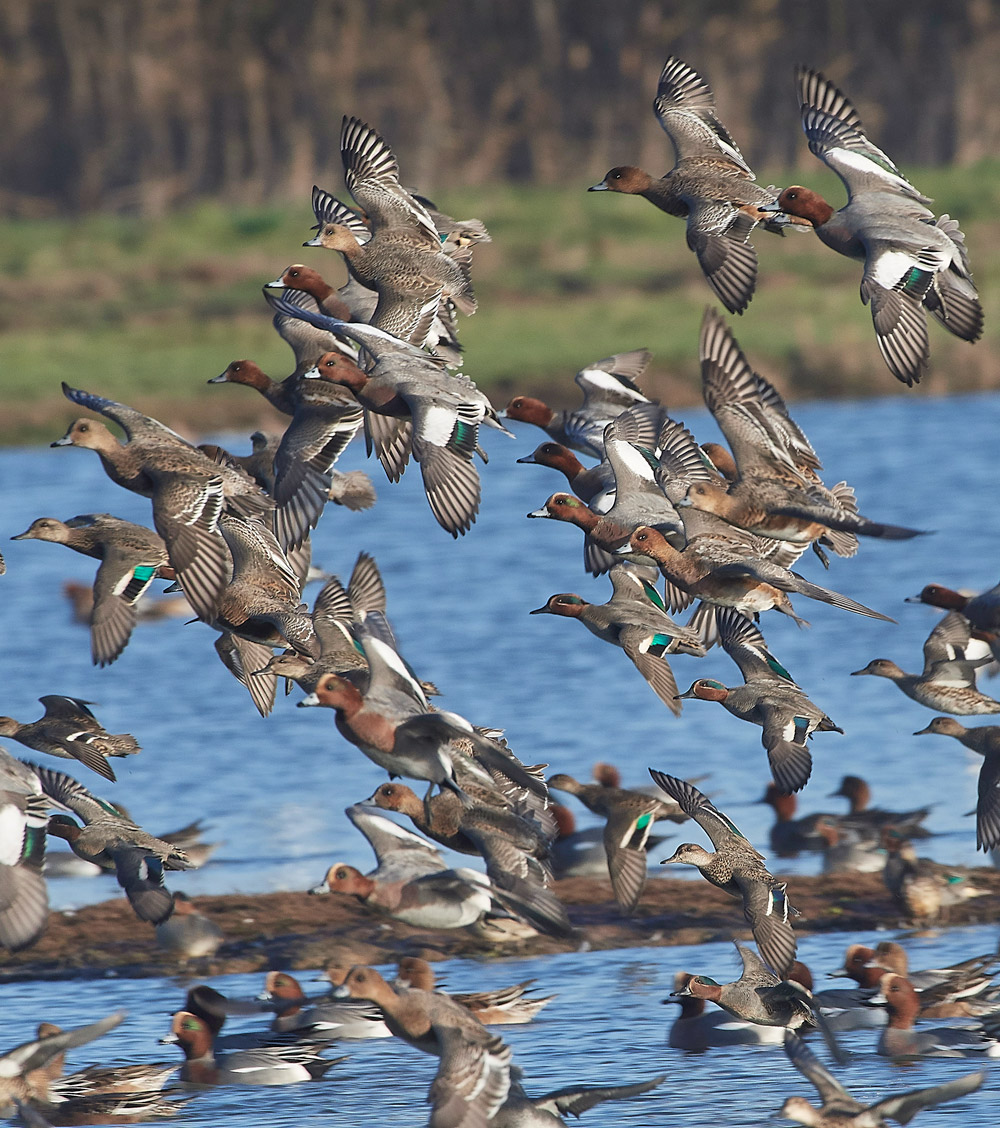 Wigeon171117-15
