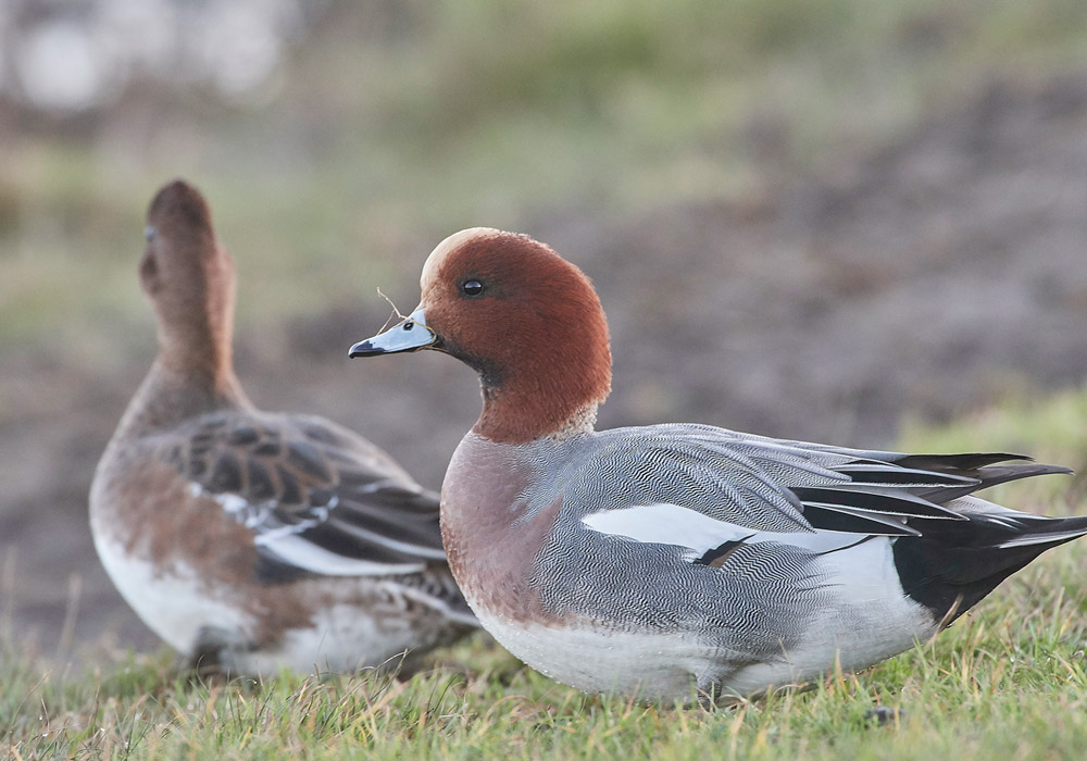Wigeon191117-1