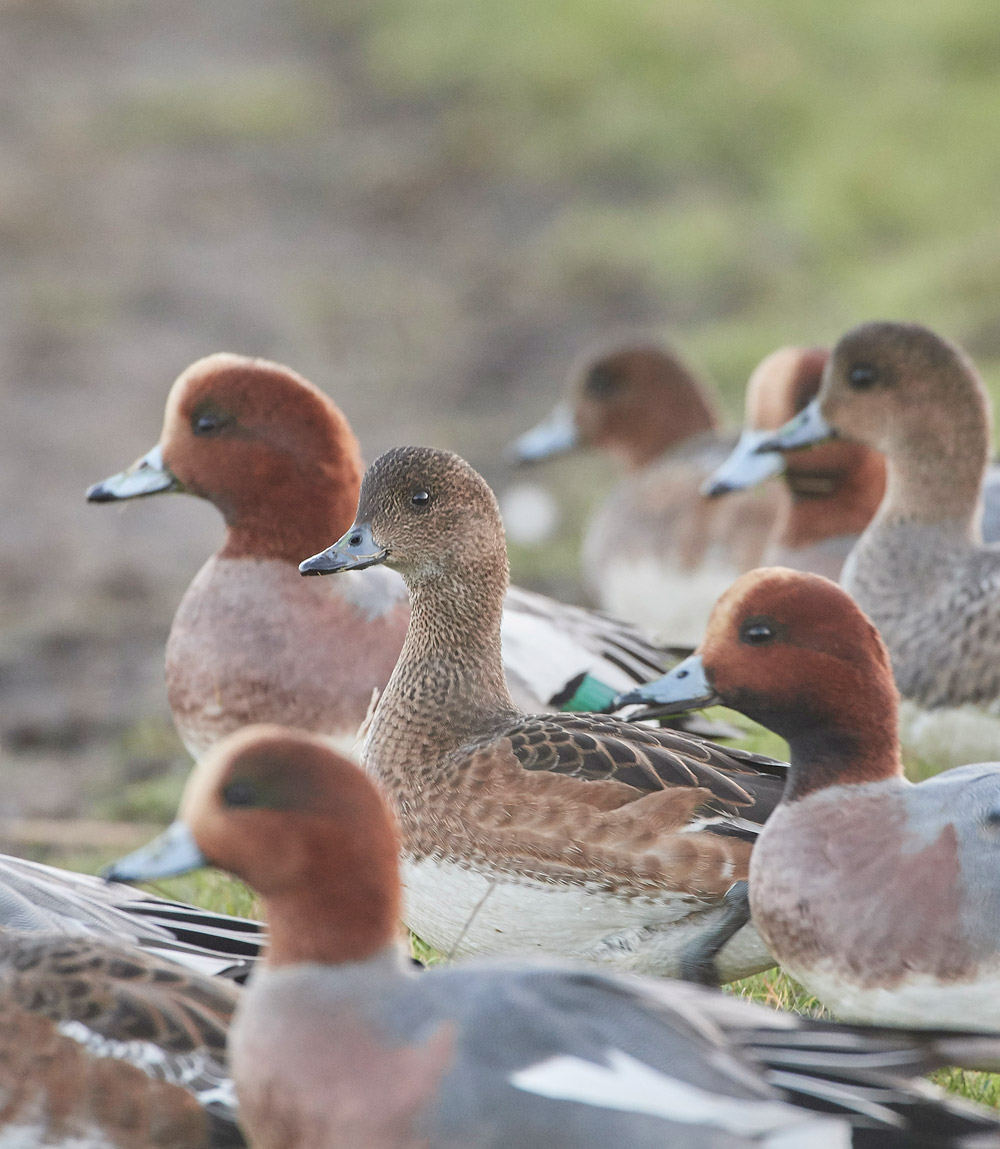 Wigeon191117-10