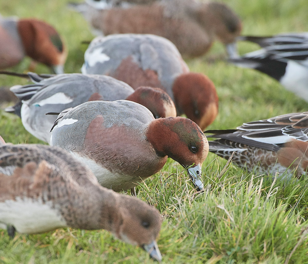 Wigeon191117-12