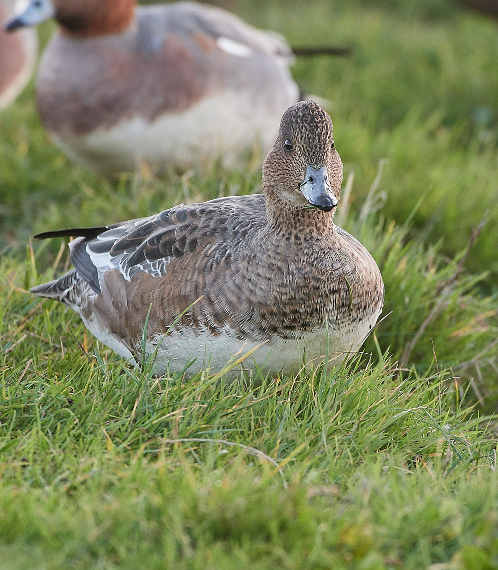 Wigeon191117-13