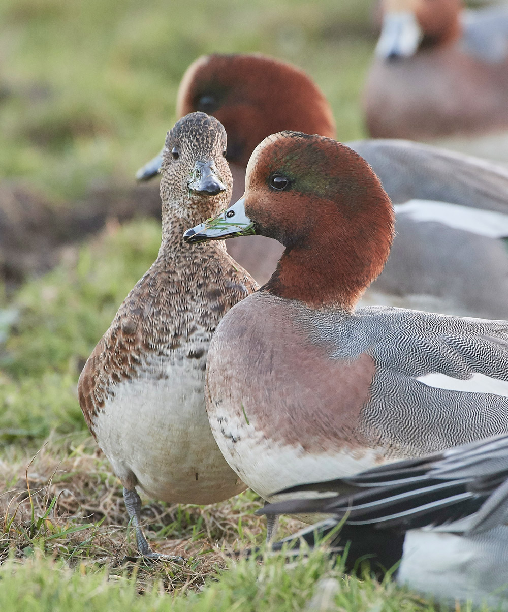 Wigeon191117-16
