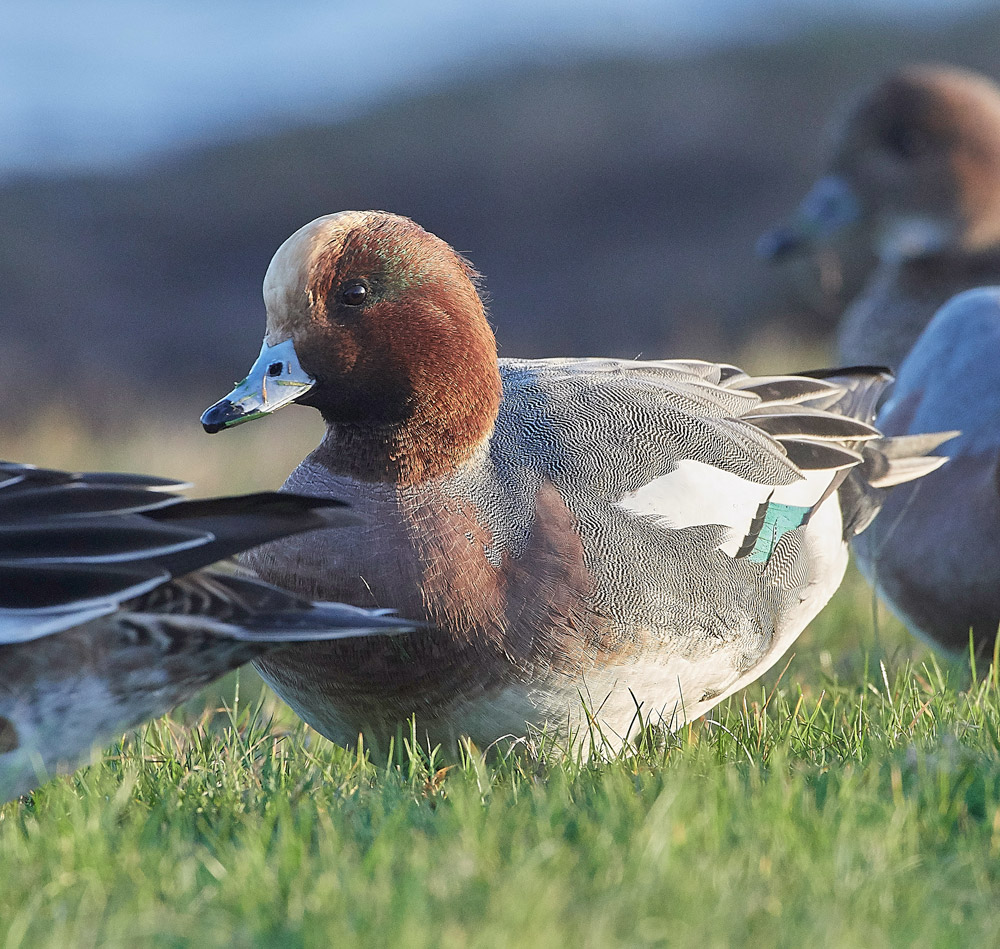 Wigeon191117-17