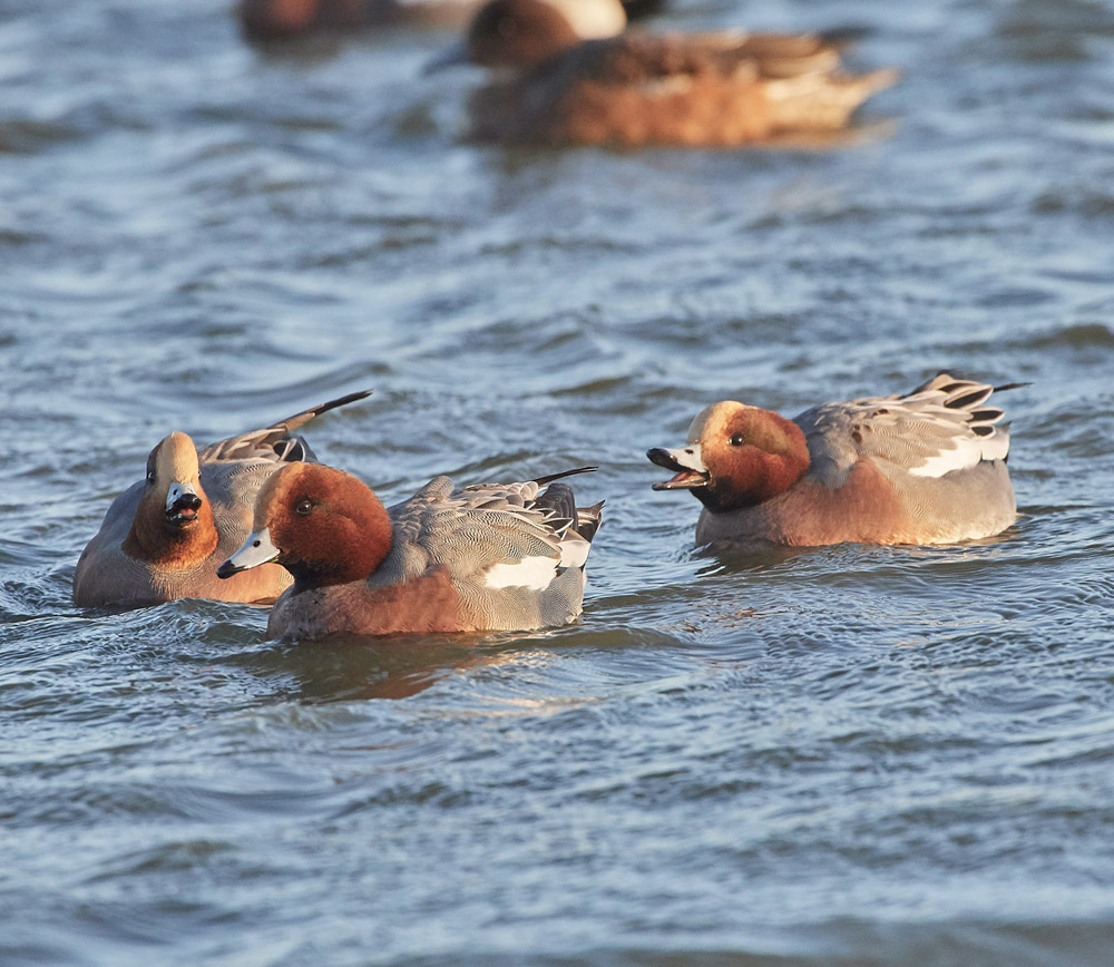Wigeon191117-18