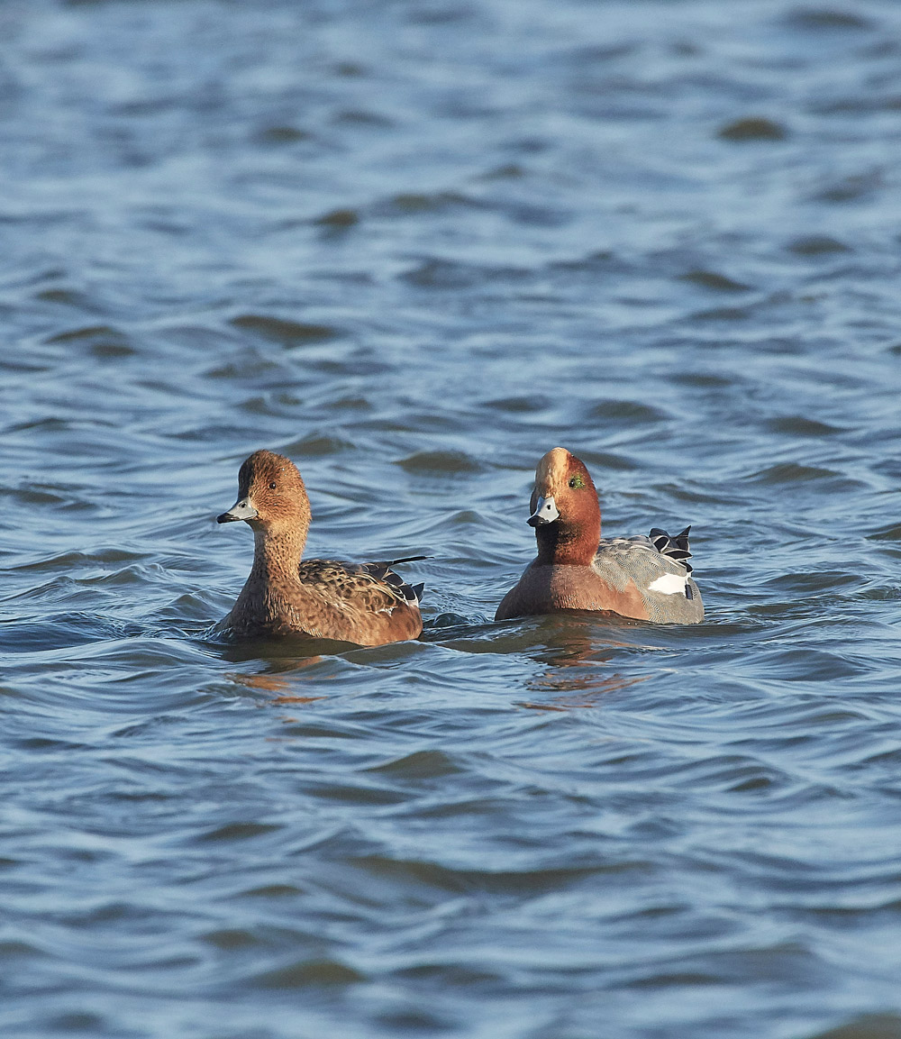 Wigeon191117-19