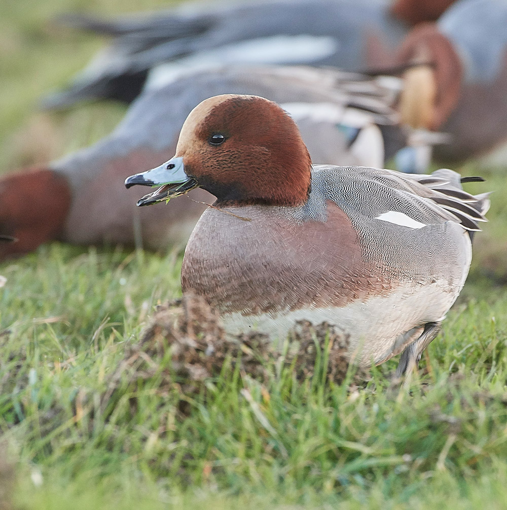 Wigeon191117-2