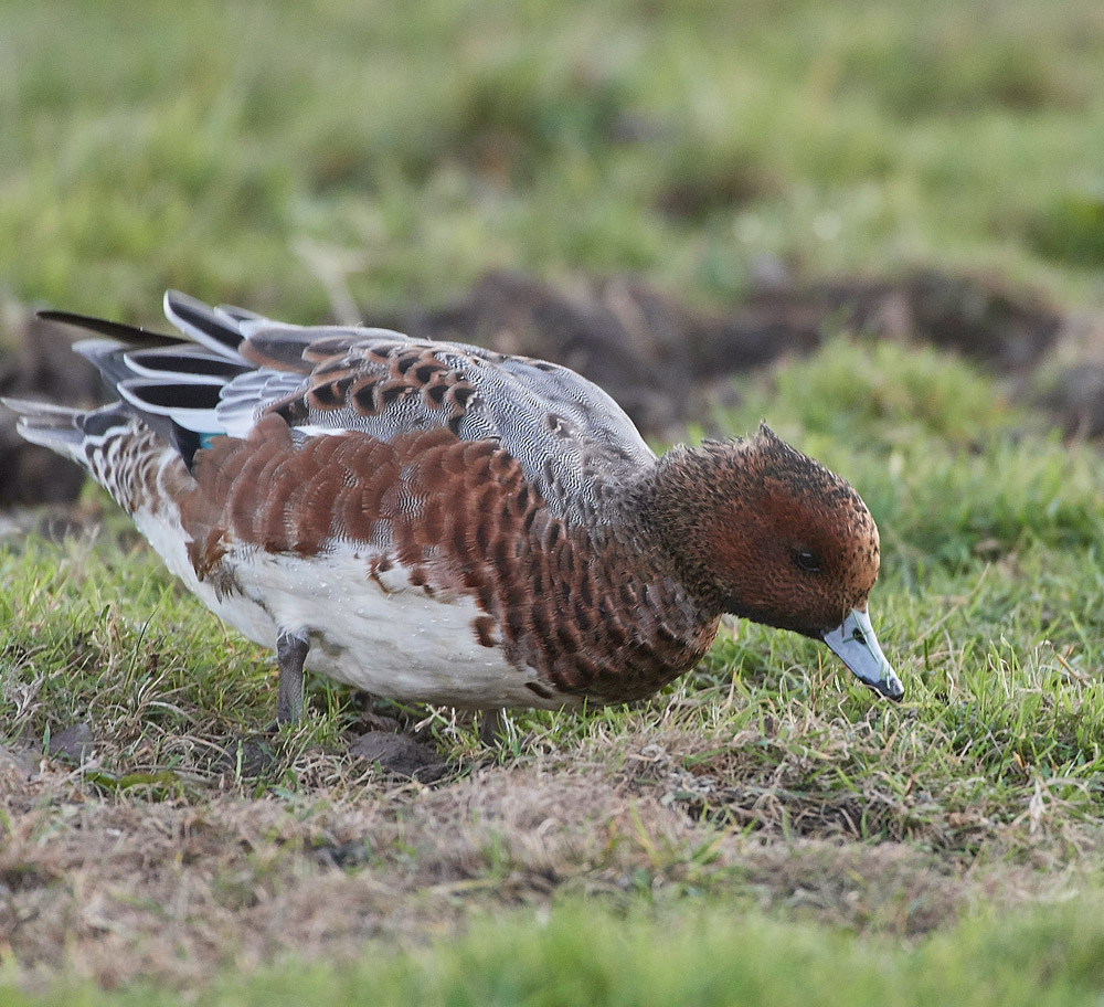 Wigeon191117-20