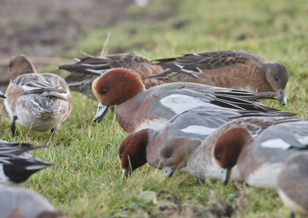 Wigeon191117-22