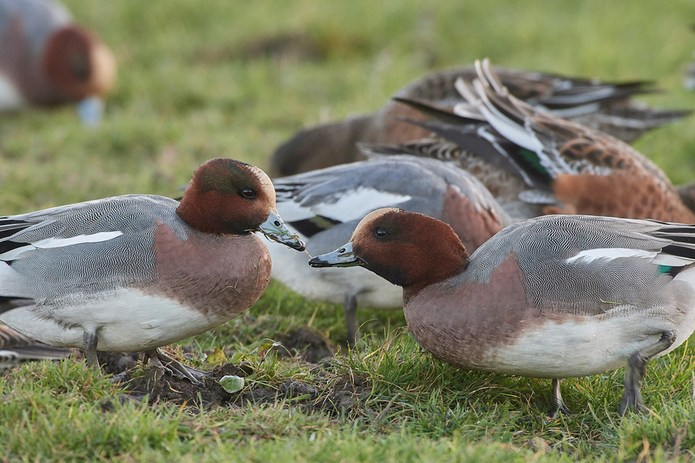 Wigeon191117-23