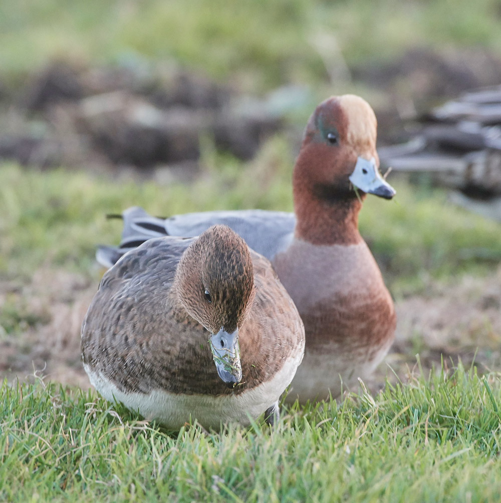 Wigeon191117-3