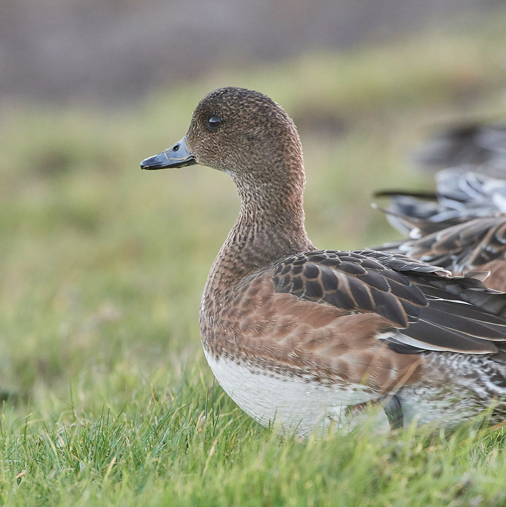 Wigeon191117-4