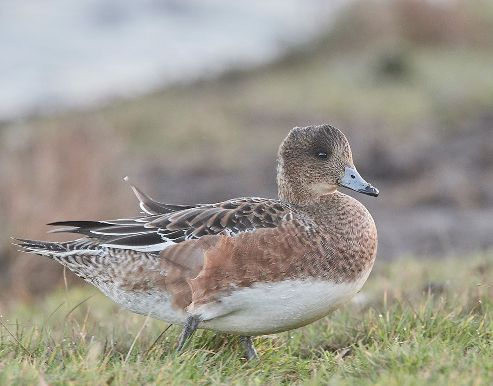 Wigeon191117-5