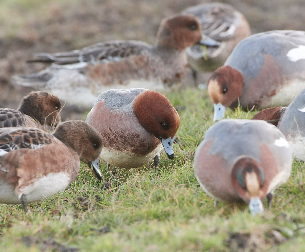 Wigeon191117-6