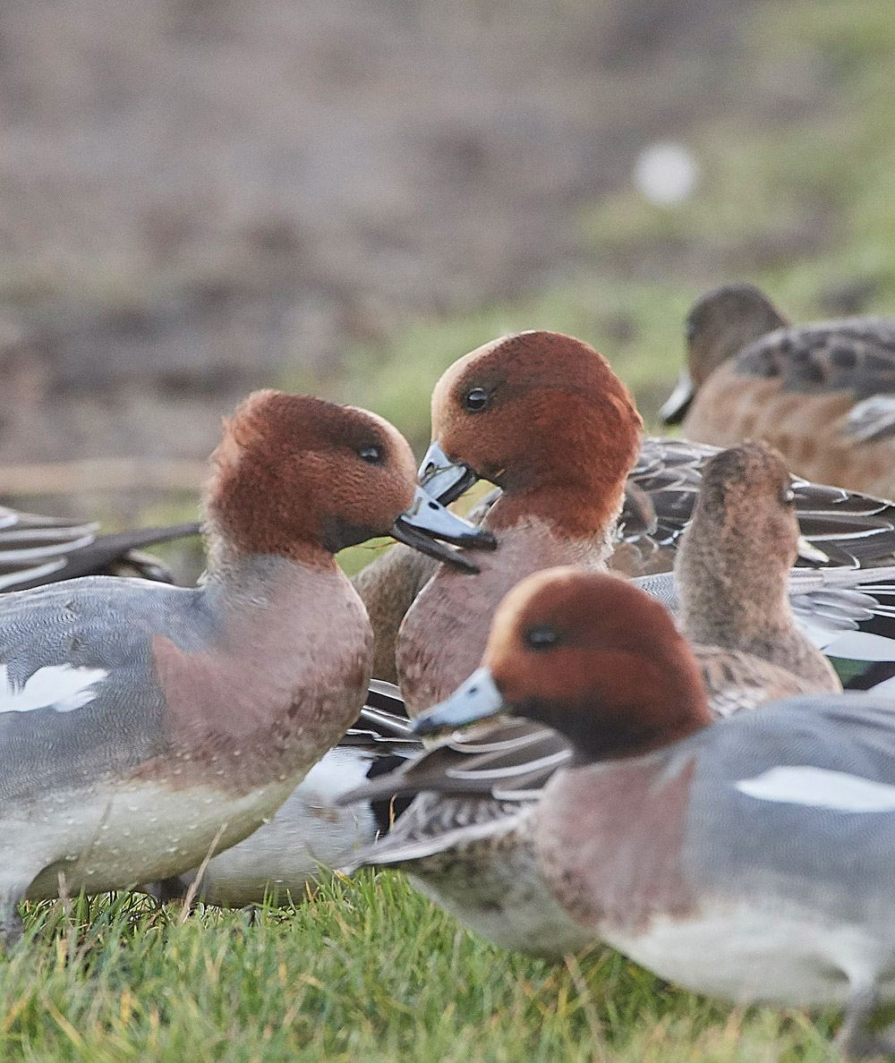 Wigeon191117-7