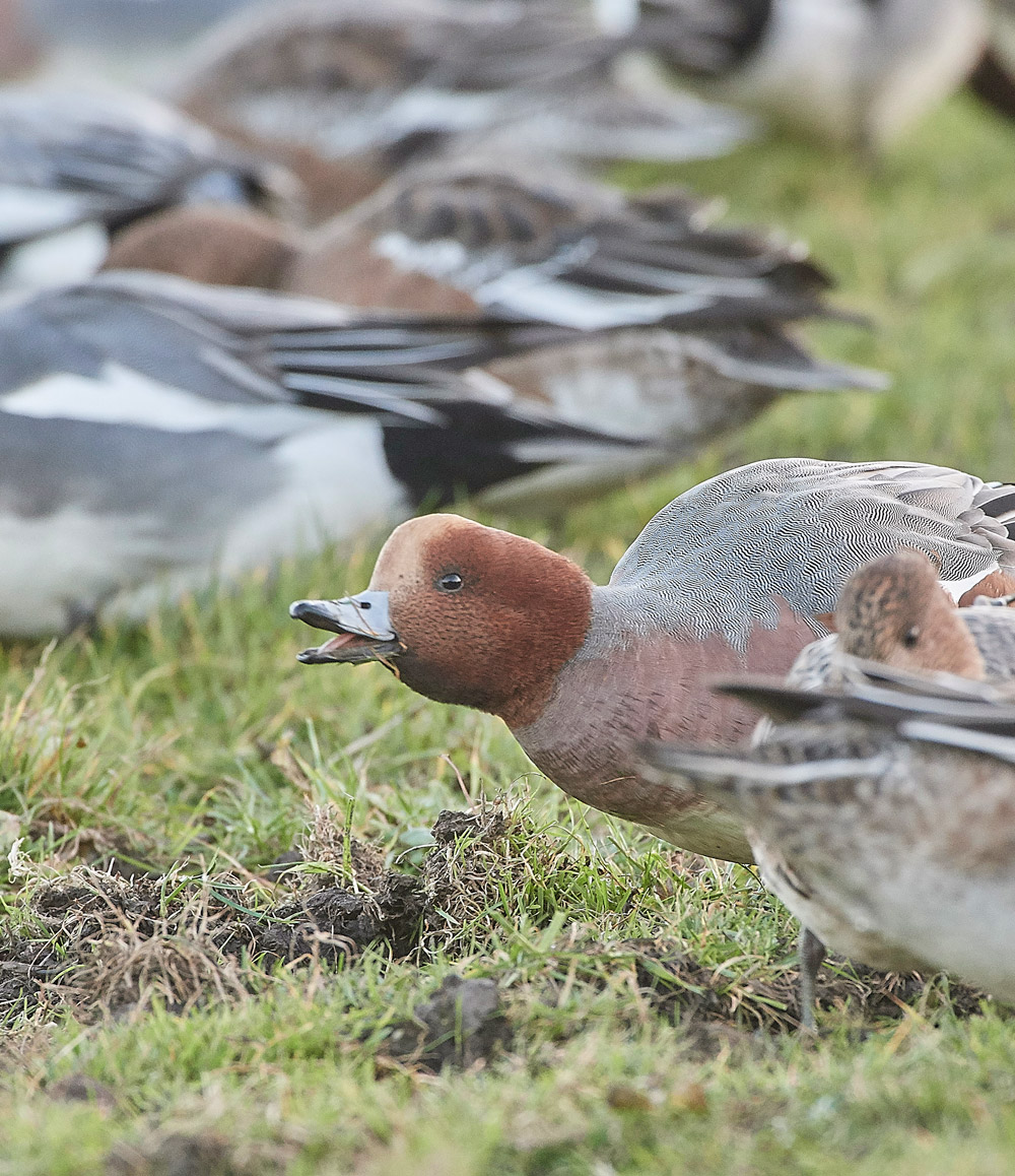 Wigeon191117-9