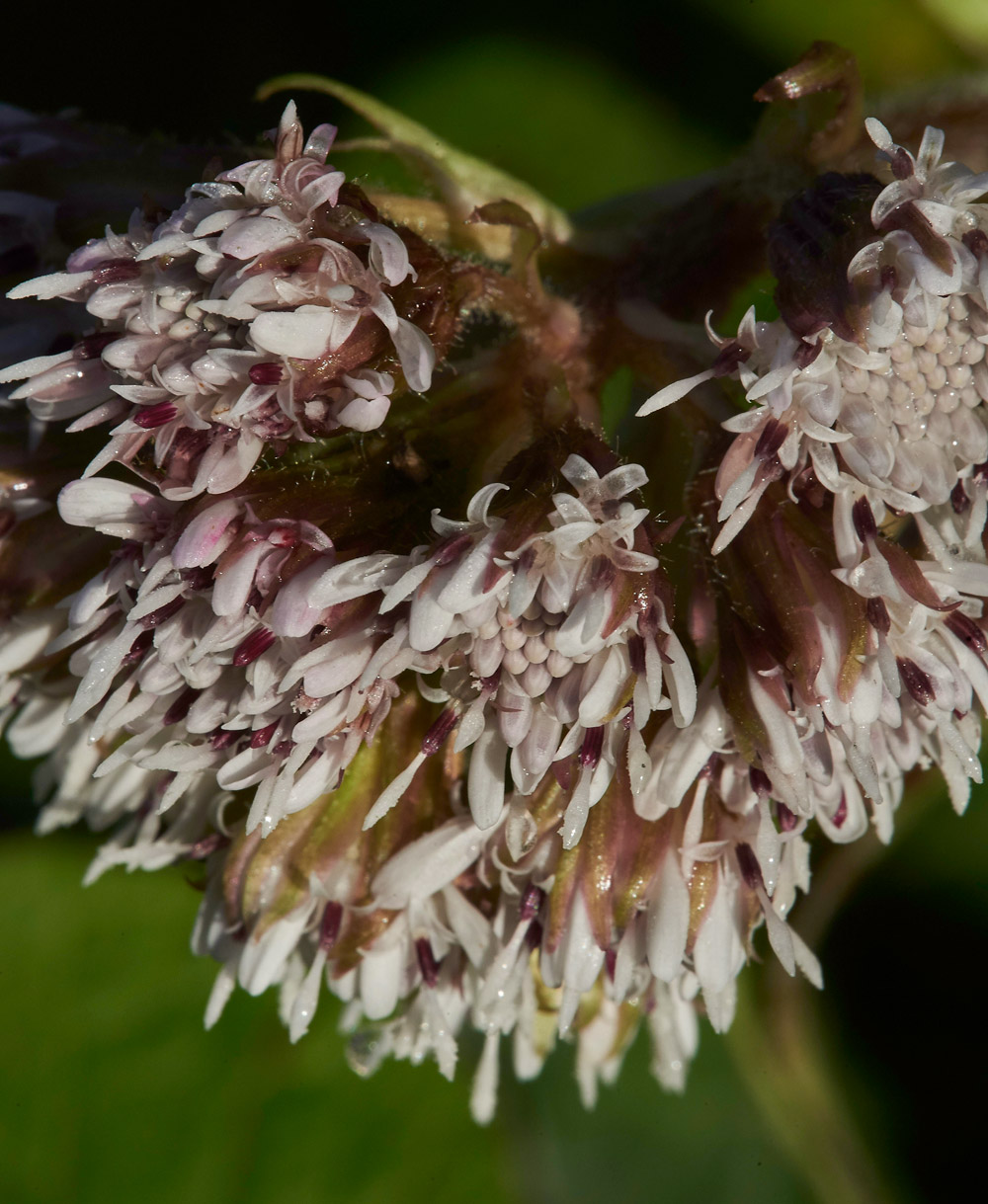 WinterHeliotrope261217-2