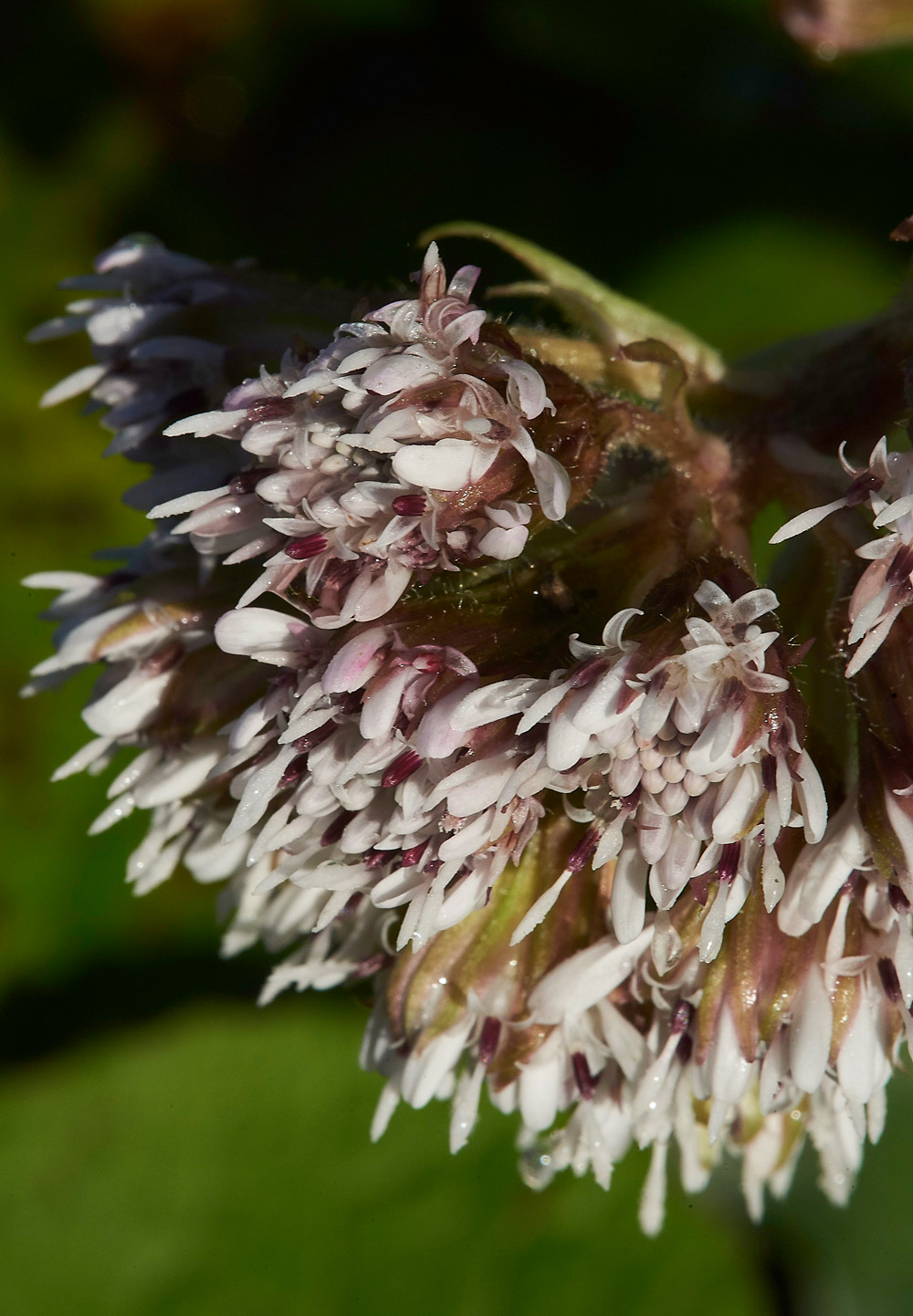 WinterHeliotrope261217-3