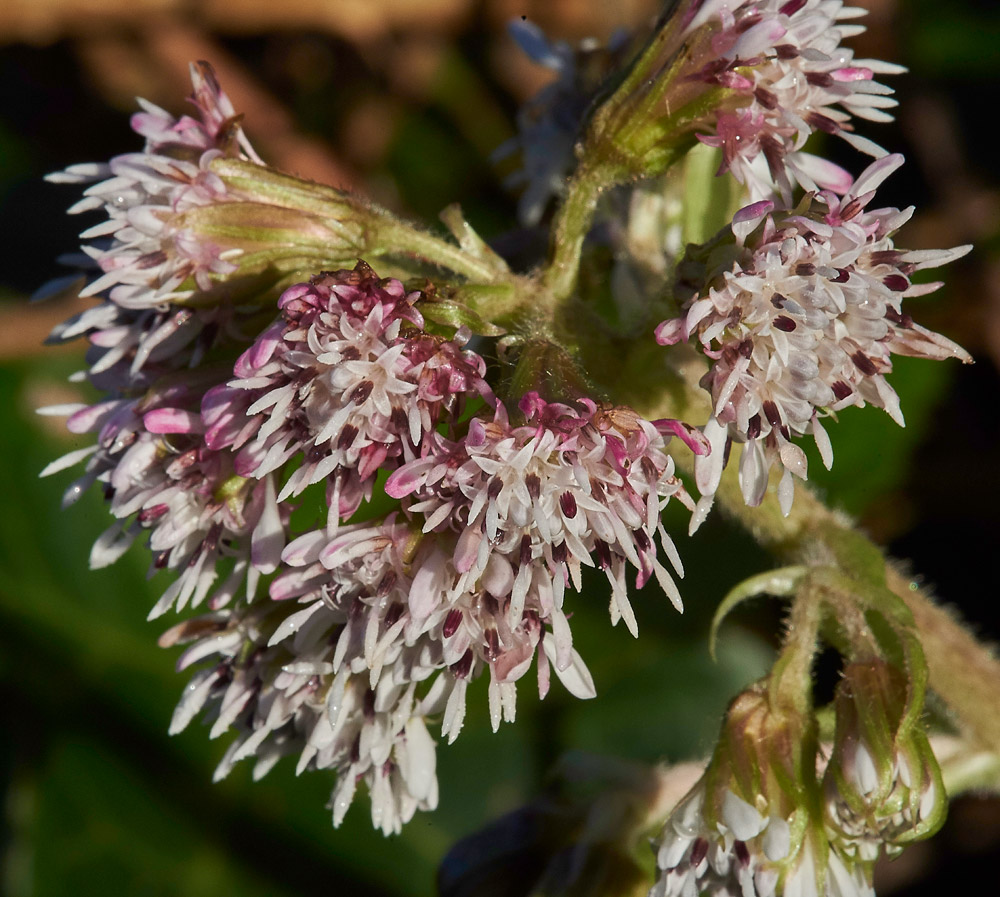 WinterHeliotrope261217-4