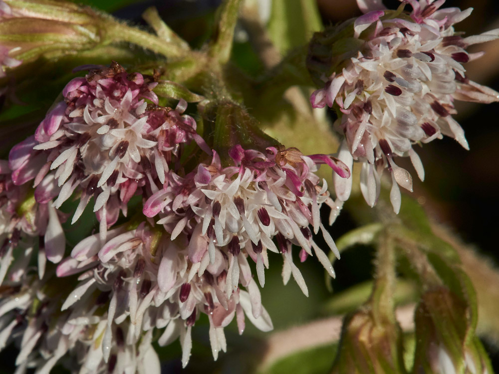 WinterHeliotrope261217-5
