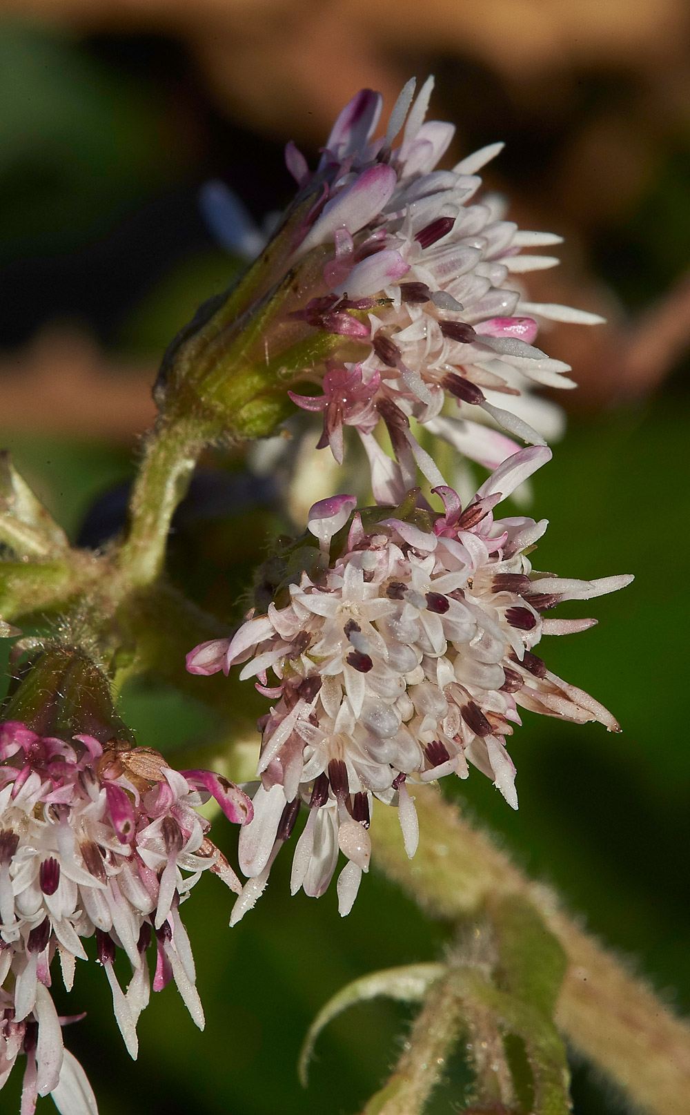 WinterHeliotrope261217-7