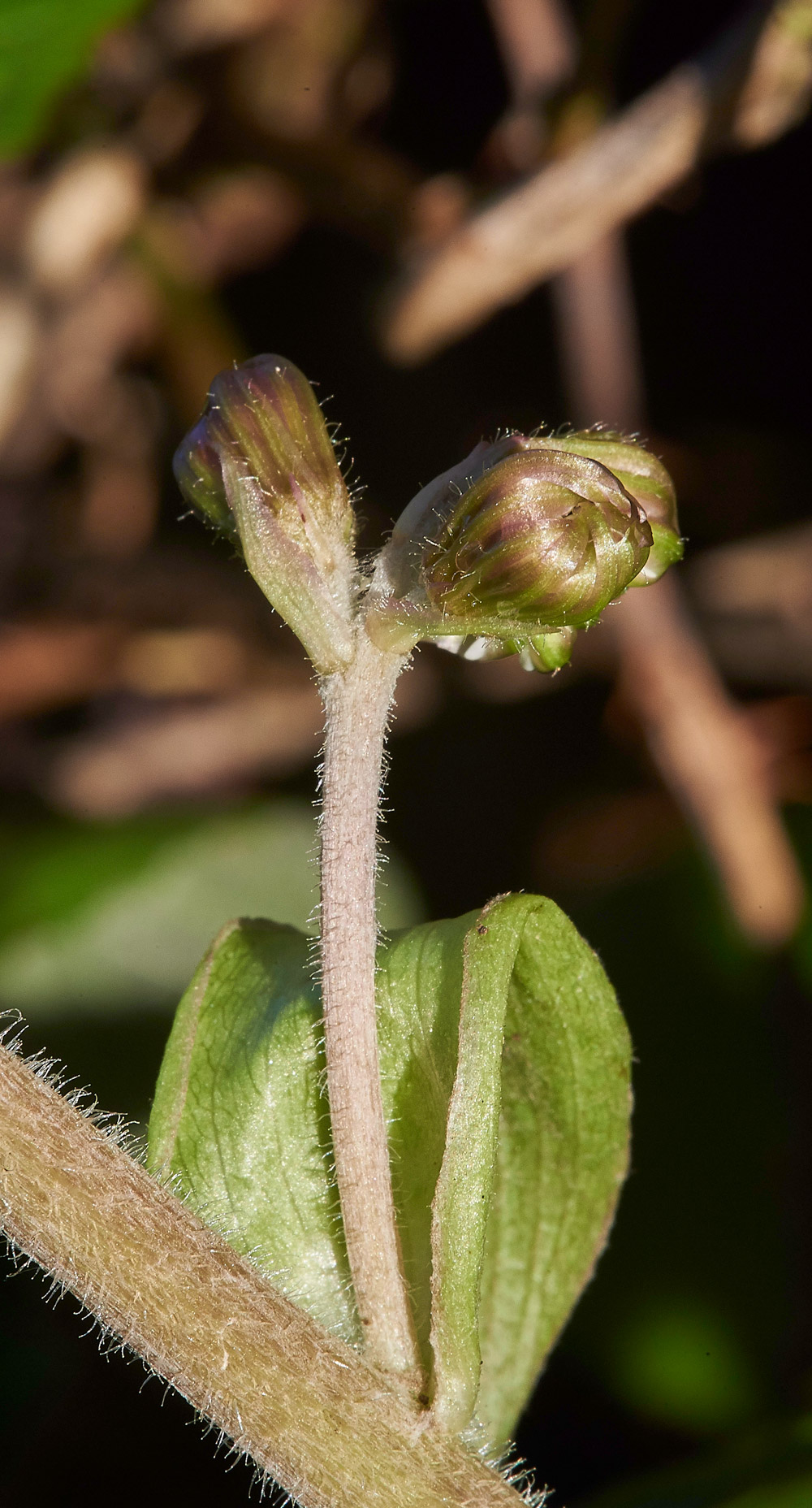 WinterHeliotrope261217-8